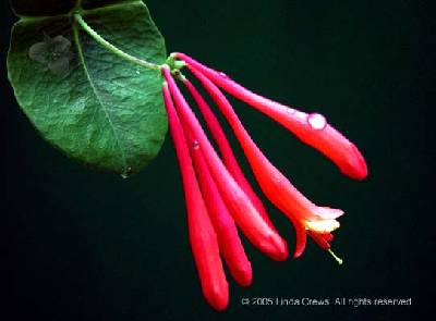 Trumpet Honeysuckle 2 - Lonicera sempervirens